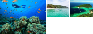 Borneo Website 5