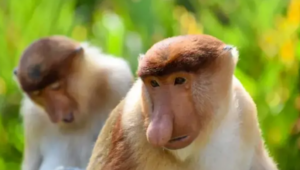 Borneo Website