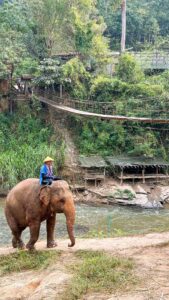 Thailand elephant